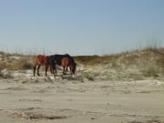 Horses grazing in the marsh Horses grazing in the marsh