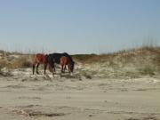 Horses grazing in the marsh