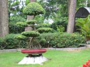 Flower Garden