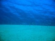 Eel Garden