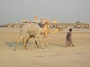 A pair of racing camels with their trainer. The prize for the winner: $1 million. A pair of racing camels with their trainer. The prize for the winner: $1 million.
