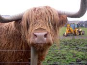 Highland Cow