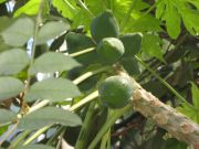 Pawpaws in a glasshouse