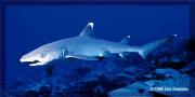 White Tip Reef Shark