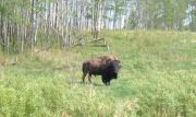A bison grazing