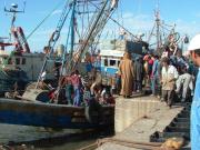 Unloading the Catch Essaouira