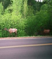 Estes Park travelogue picture