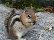 Gold Mantled Ground Squirrel Gold Mantled Ground Squirrel