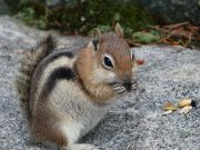 Gold Mantled Ground Squirrel