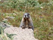 Marmot baby