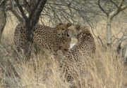 Cheetahs' affection