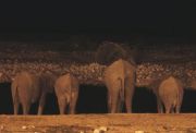 Elephant Bar