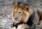 The King