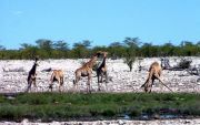 Thirsty giraffe family