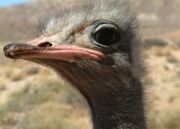Thirsty ostrich