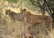 Hungry cheetahs