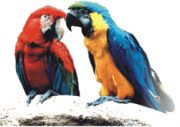 You can touch the birds