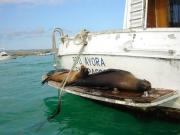 Galapagos travelogue picture