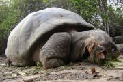 tortuga gigante