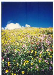 Valley of the Flowers, near the magic lake Hempkund, holy place for Hindus and Sikhs