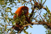 Ginger Howling Monkey.