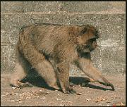Rock ape