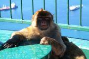 Ape on the Signal Hill