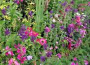 More of Monet's garden colours.