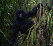 Baby gorilla