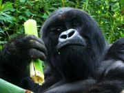 Dad Silverback