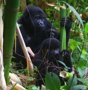 Gorilla Mum & Toddler