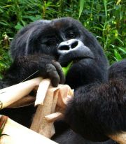 Silverback