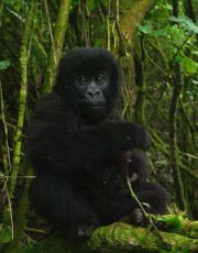 Baby gorilla