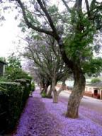 the purple snow