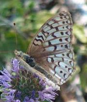 Butterfly on a flower