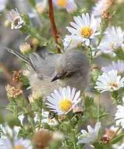 Bushtit bird on asters