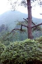 Scenery around Hakone.