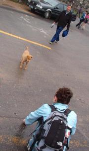 Enticing a puppy to be my friend. Enticing a puppy to be my friend.