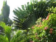 Holetown travelogue picture