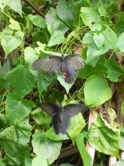 Butterfly with broken wing Butterfly with broken wing