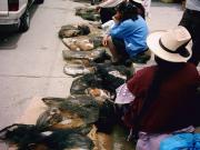 A popular Quechuan meal is guinea pig.  Here are bagged guinea pigs being sold in market