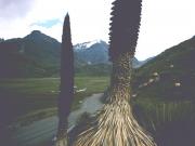 Puya Raymondi plants with mountain view Puya Raymondi plants with mountain view