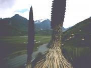 Puya Raymondi plants with mountain view