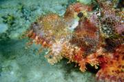 Fishes of red sea