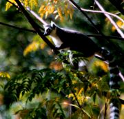 Ring-tailed lemur