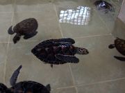 Baby turtles