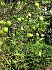 Key limes. Wait until they turn yellow to pick though! Leaves are great to use as herbs in dishes. Key limes. Wait until they turn yellow to pick though! Leaves are great to use as herbs in dishes.