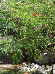 Local flora, interesting trees and lots of coral rock. Local flora, interesting trees and lots of coral rock.