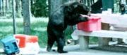 A Bear Having Lunch
