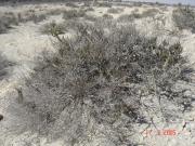 Jubail travelogue picture